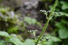 Scrophularia edgeworthii